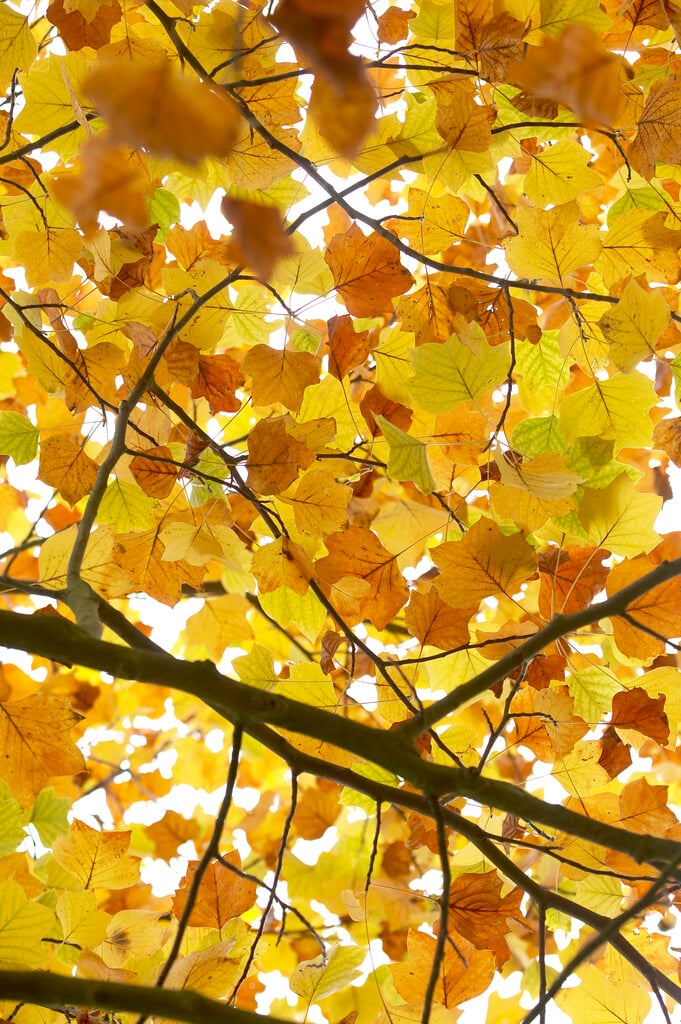 tulip tree