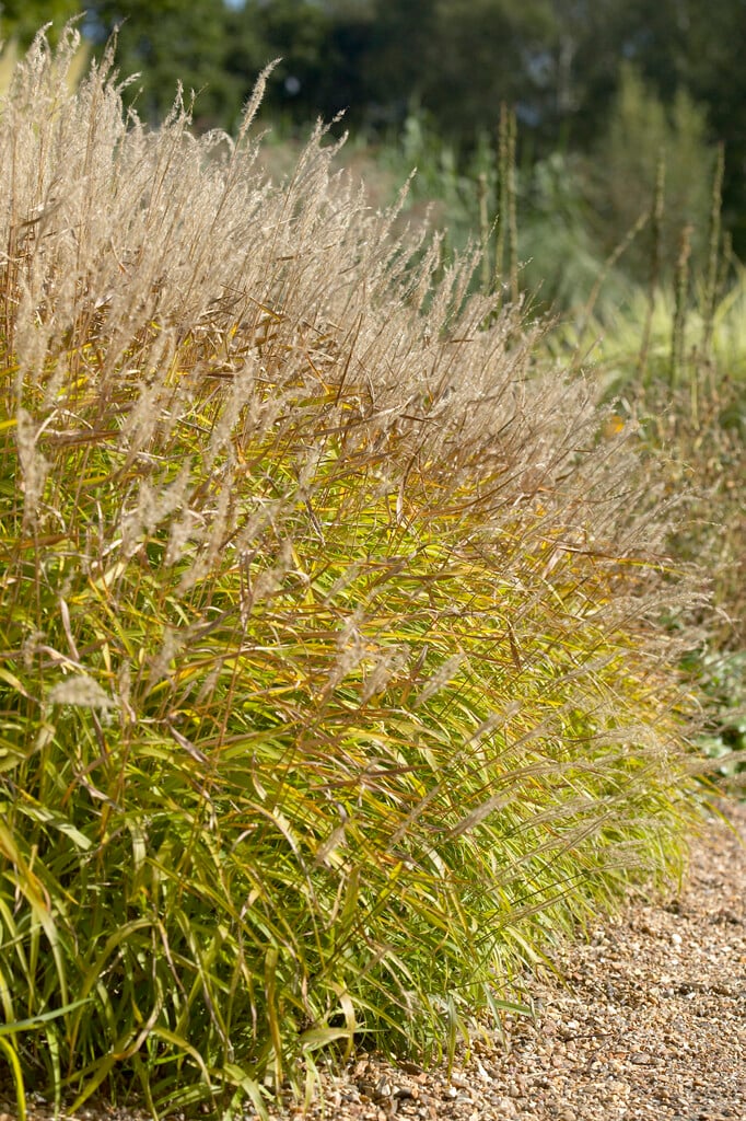 small Japanese silver grass 'Nanus Variegatus'