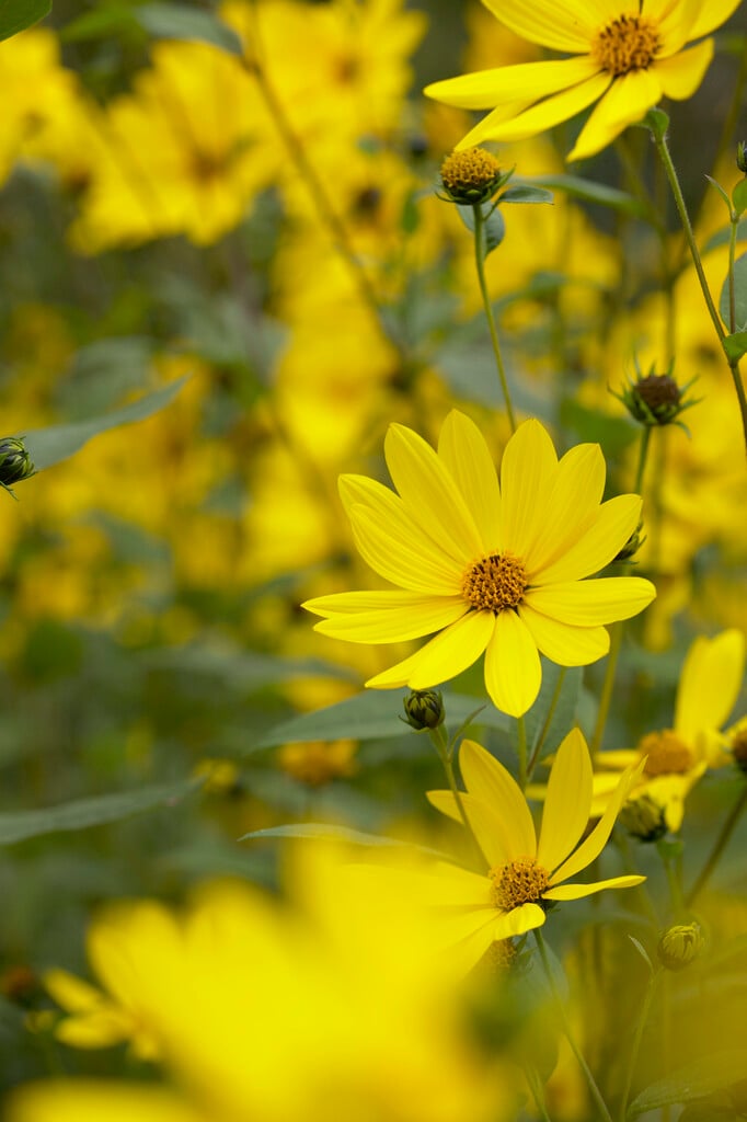 thin-leaf sunflower