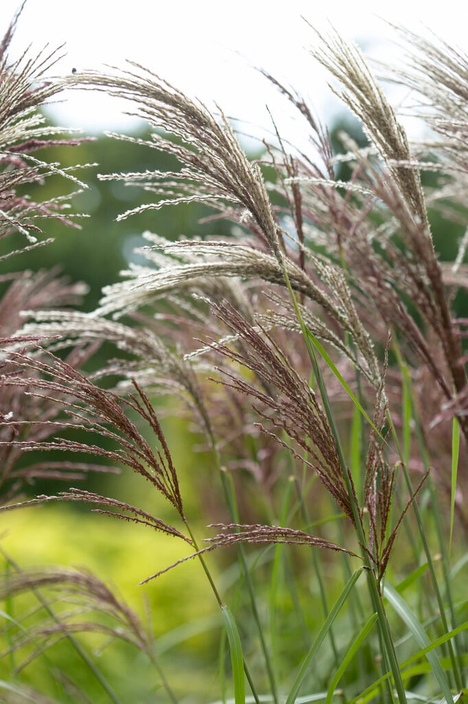 eulalia 'Malepartus'