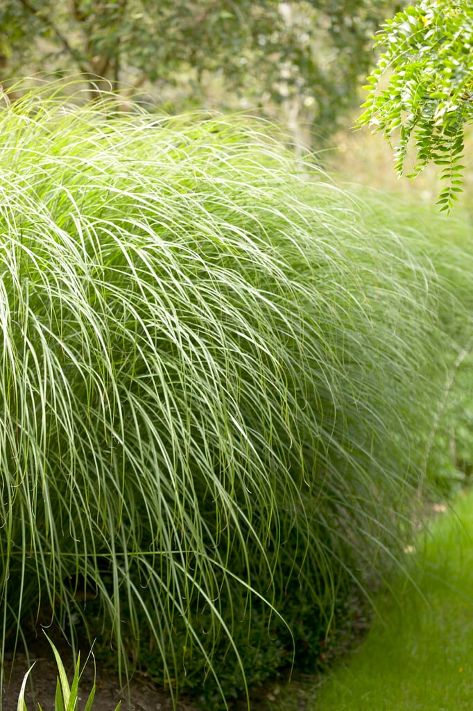 eulalia 'Sarabande'