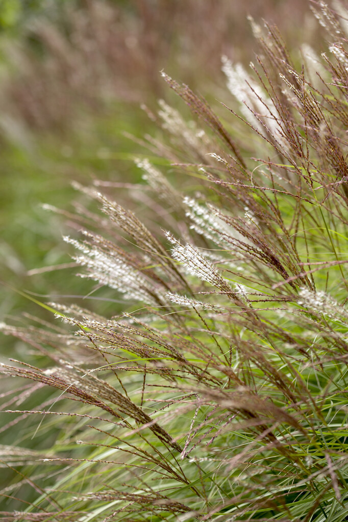 eulalia 'Kleine Silberspinne'