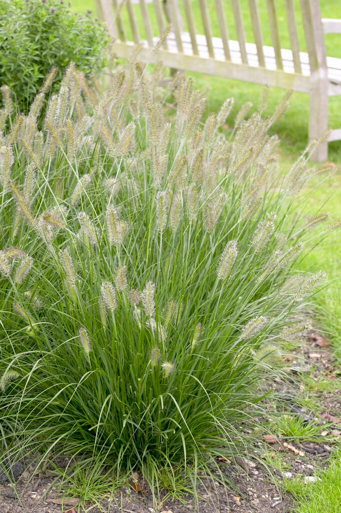 <i>Pennisetum</i> <i>alopecuroides</i> 'Herbstzauber'