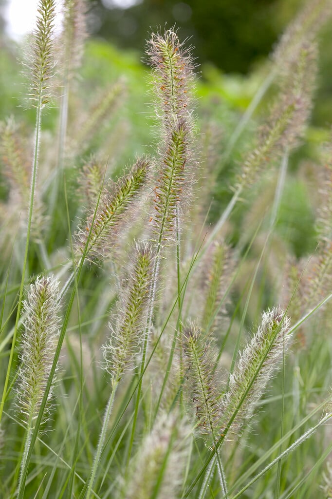<i>Pennisetum</i> <i>alopecuroides</i> 'Herbstzauber'