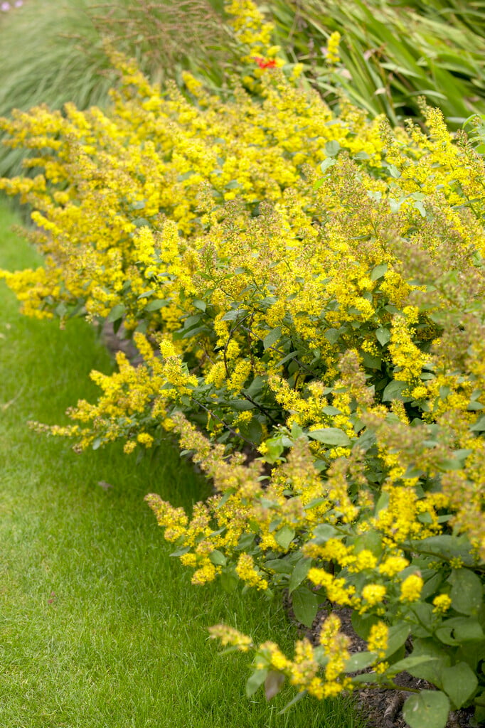 goldenrod