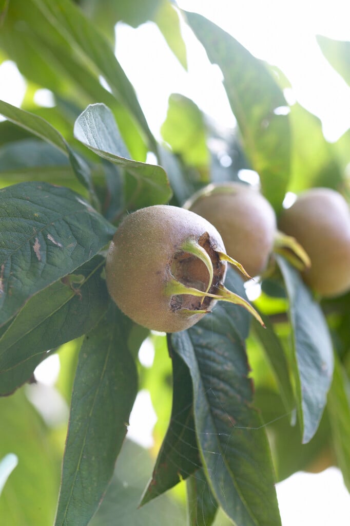 medlar 'Westerveld'