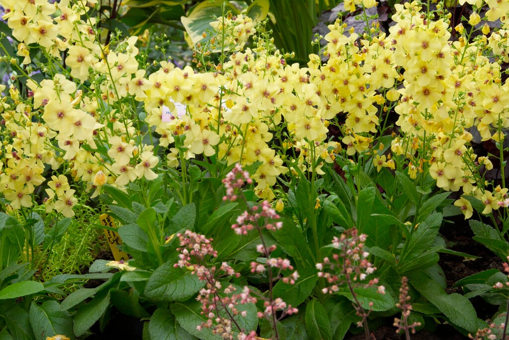 <i>Verbascum</i> 'Jackie in Yellow'