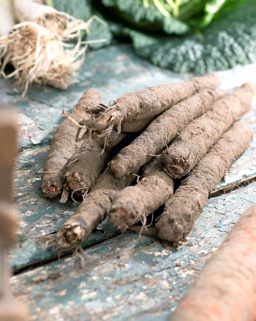 scorzonera