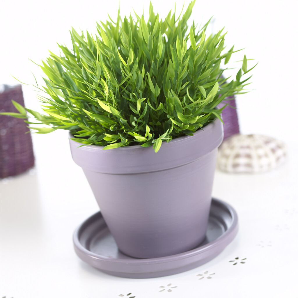 <i>Pogonatherum</i> <i>paniceum</i> 'Monica'