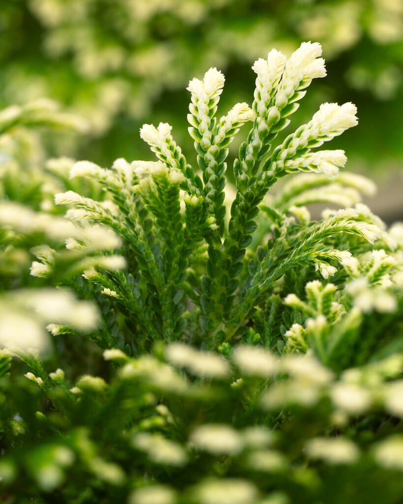 <i>Selaginella</i> <i>martensii</i> 'Jori' (v)