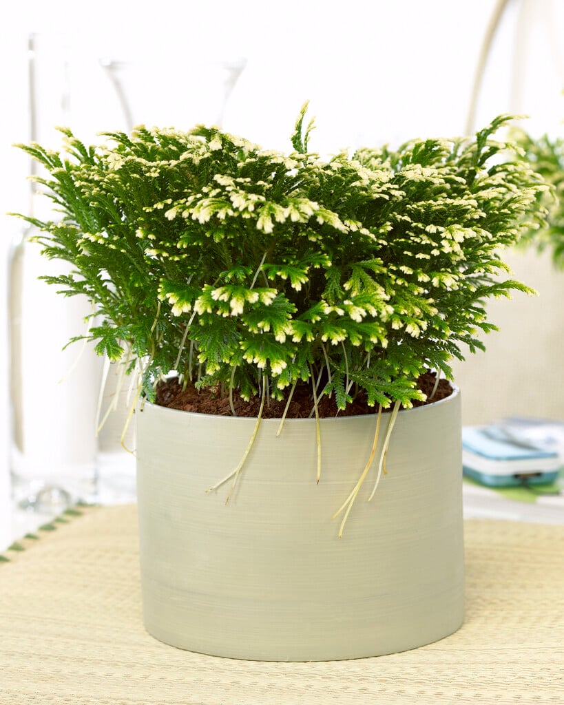 <i>Selaginella</i> <i>martensii</i> 'Jori' (v)