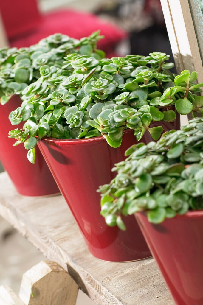 <em>Sedum</em> <em>makinoi</em>