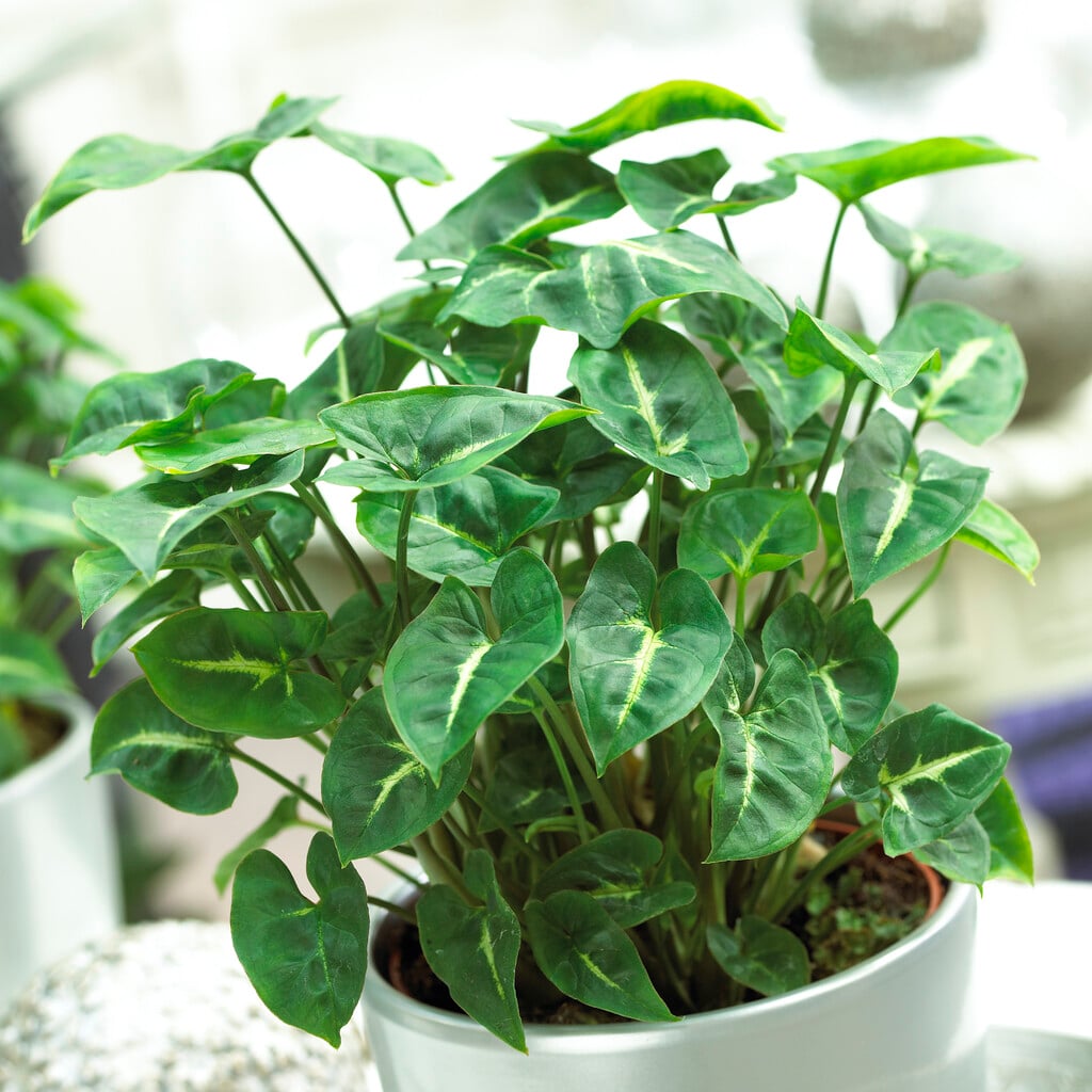 <i>Syngonium</i> <i>podophyllum</i> 'Pixie'