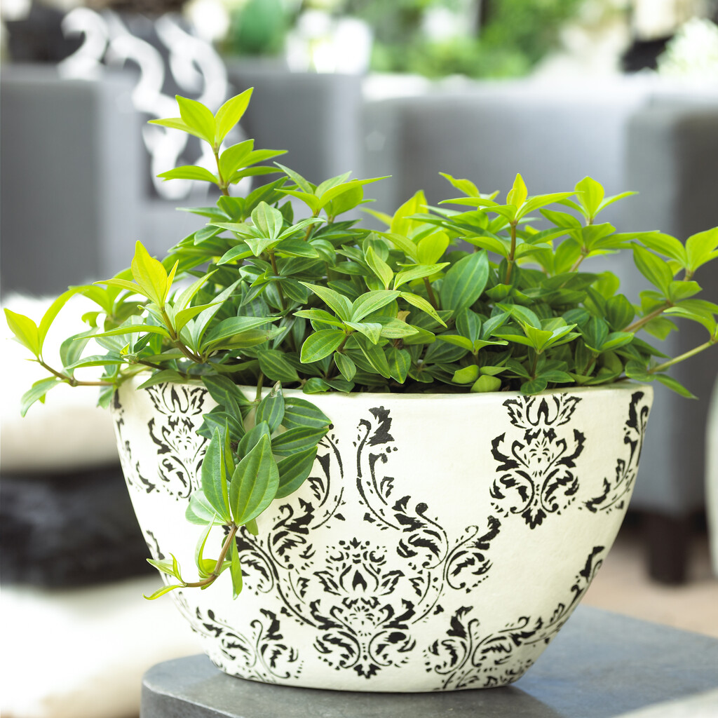 <i>Peperomia</i> <i>puteolata</i>