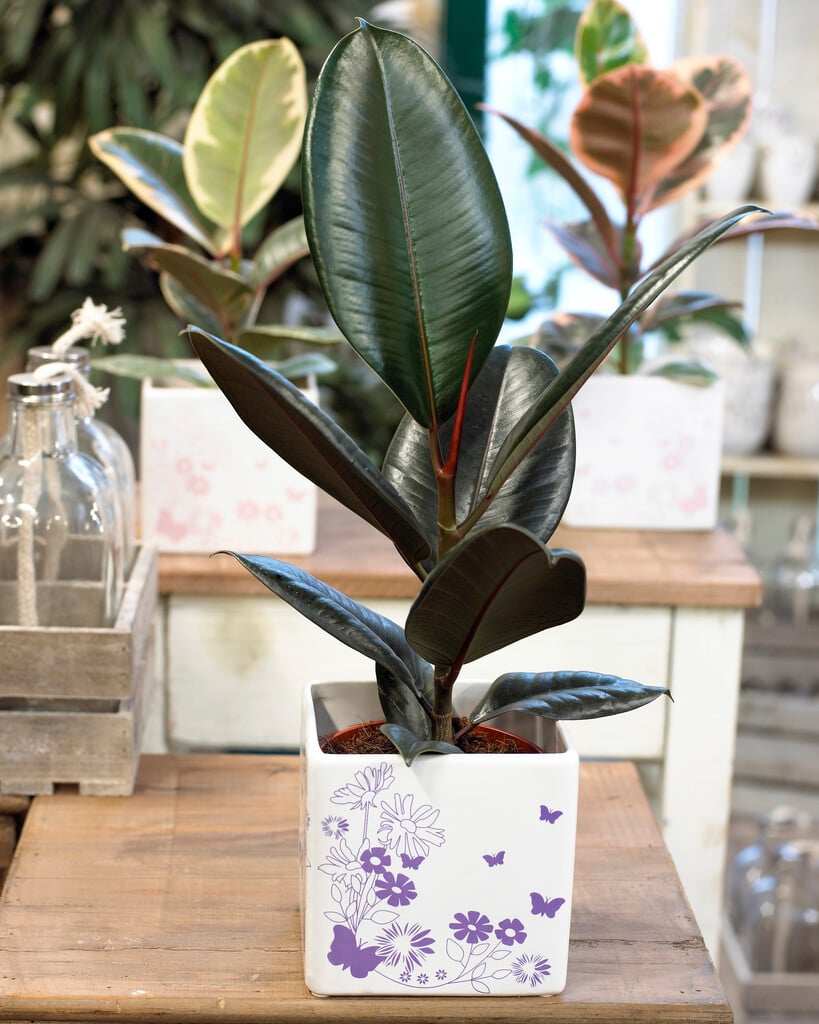 <em>Ficus</em> <em>elastica</em> 'Abidjan'
