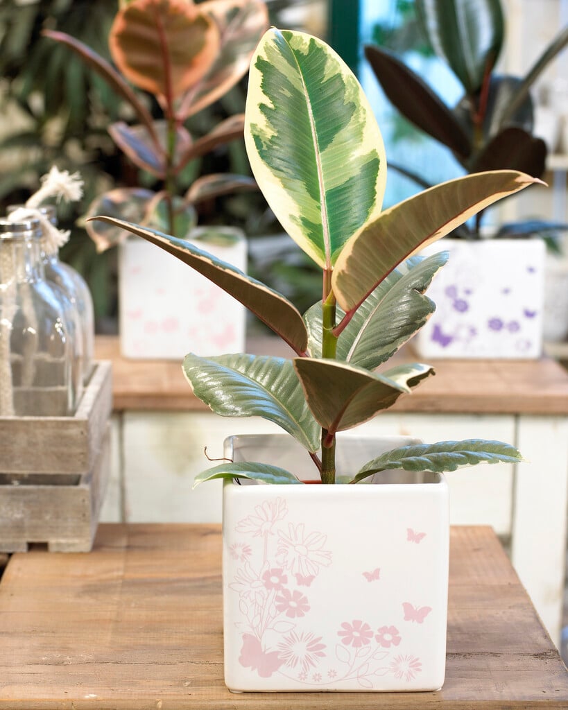 rubber plant 'Tineke'
