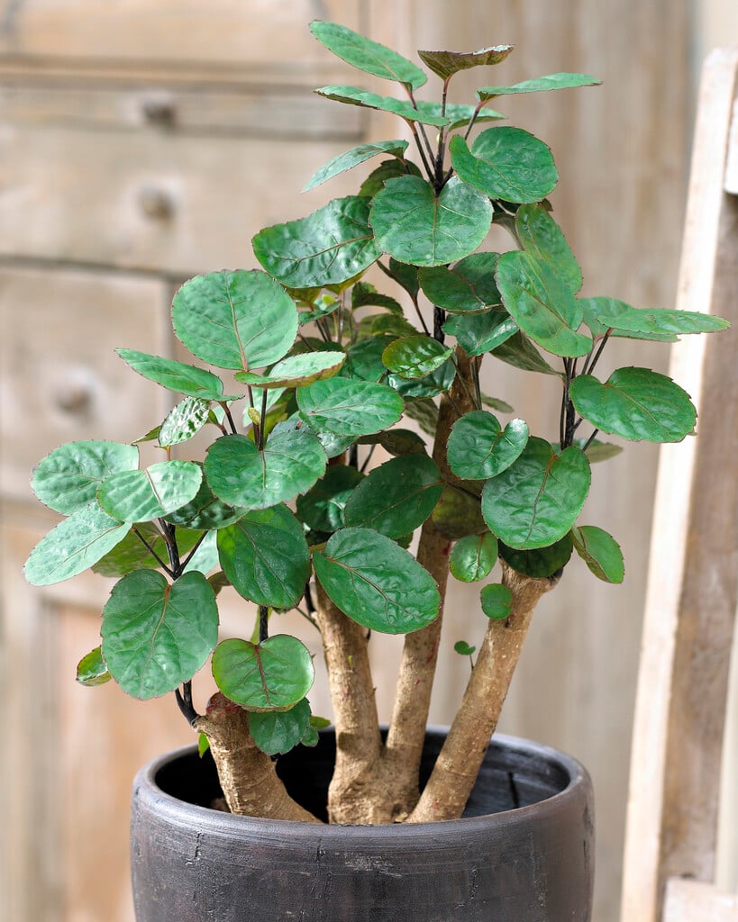 Ming aralia 'Fabian'