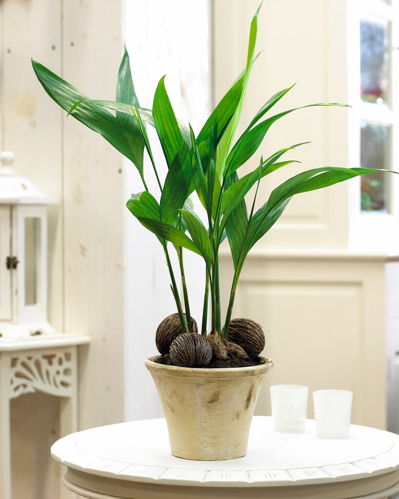 areca nut