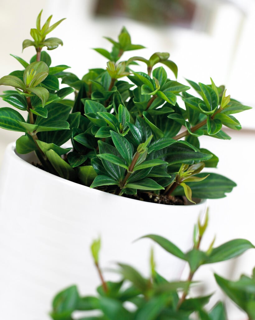 <i>Peperomia</i> <i>puteolata</i>