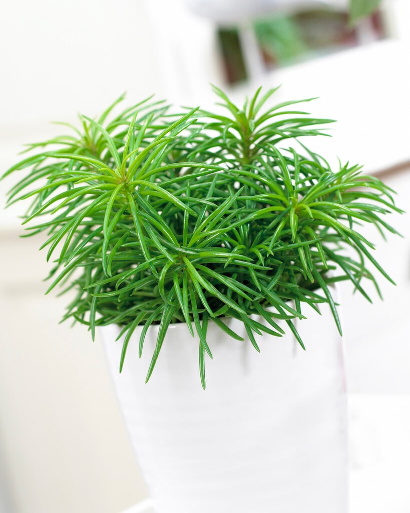 <i>Senecio</i> <i>barbertonicus</i>