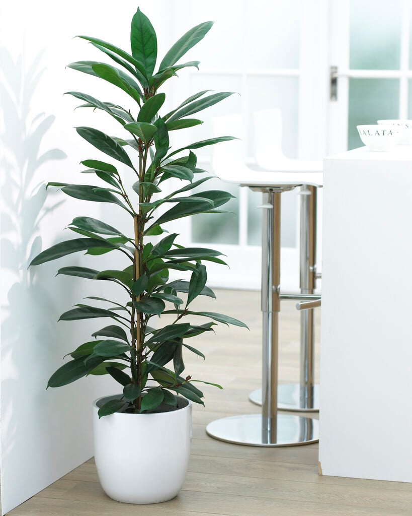 African fig tree