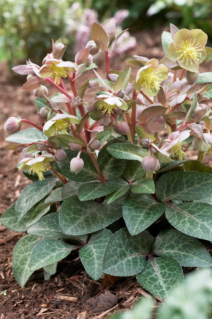 Majorcan hellebore 'Pink Marble'