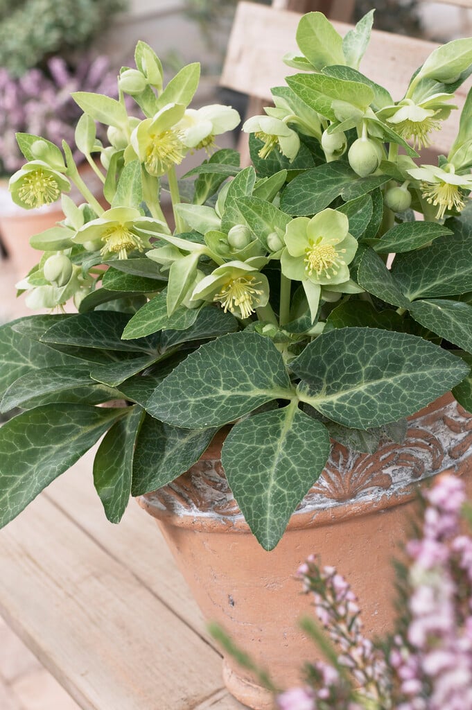 Majorcan hellebore 'White Marble'