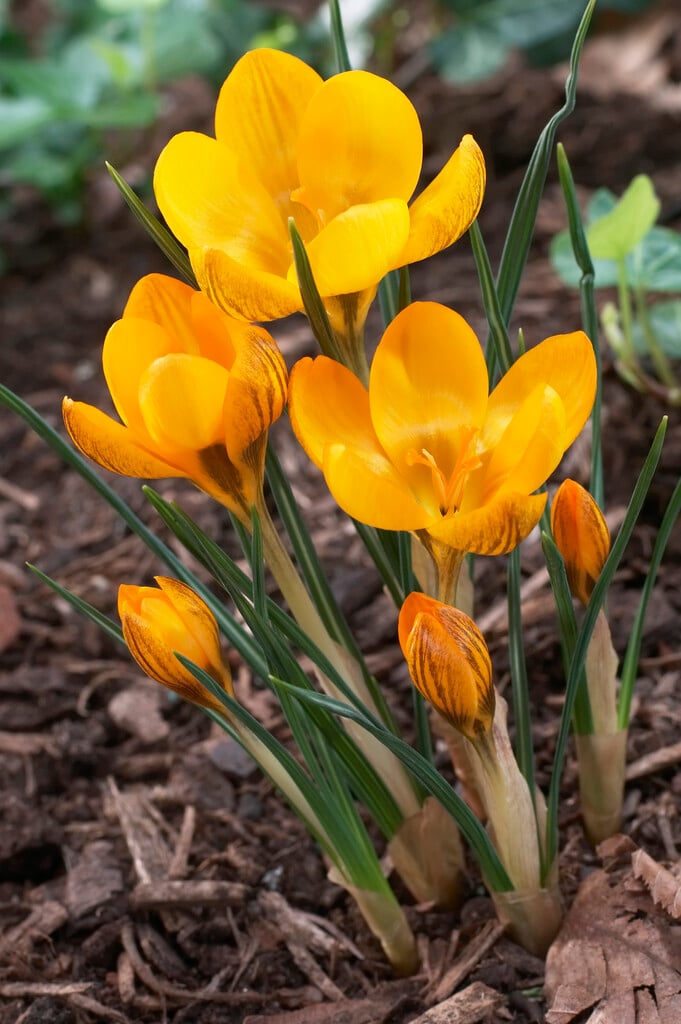 dark-coloured crocus