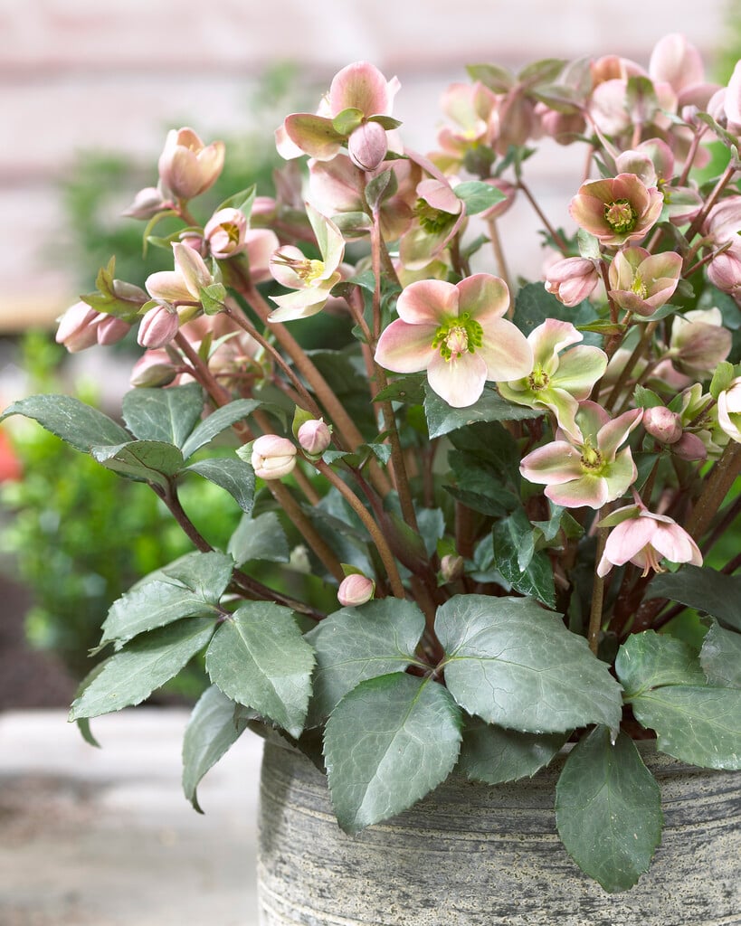 hellebore [Angel Glow]