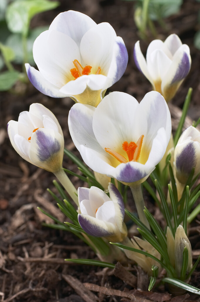 crocus 'Blue Bird'