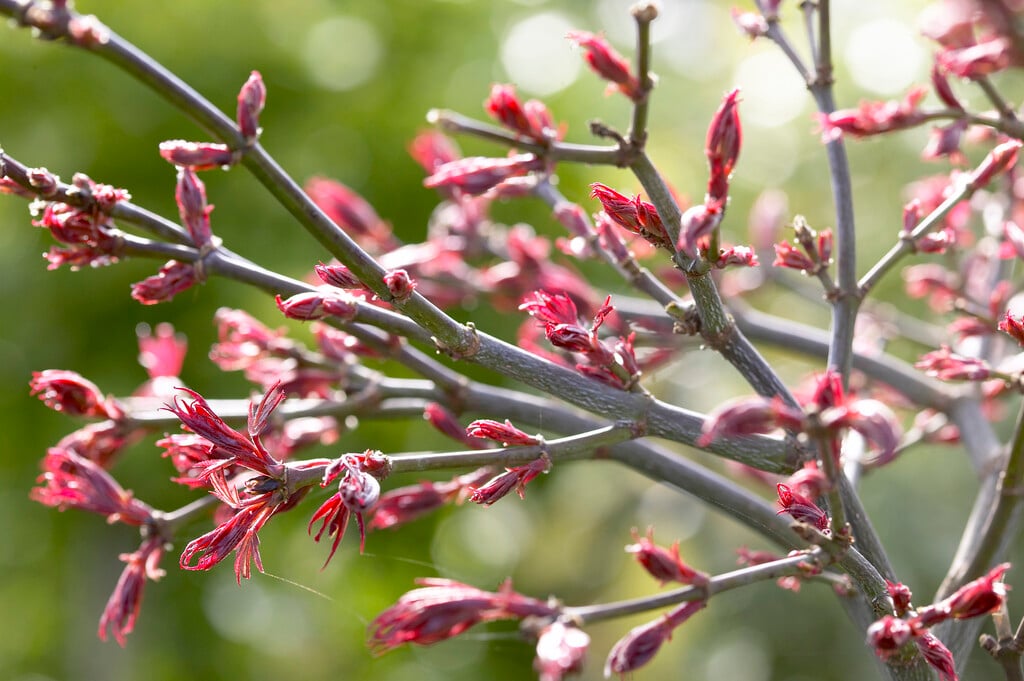 Japanese maple 'Shaina'
