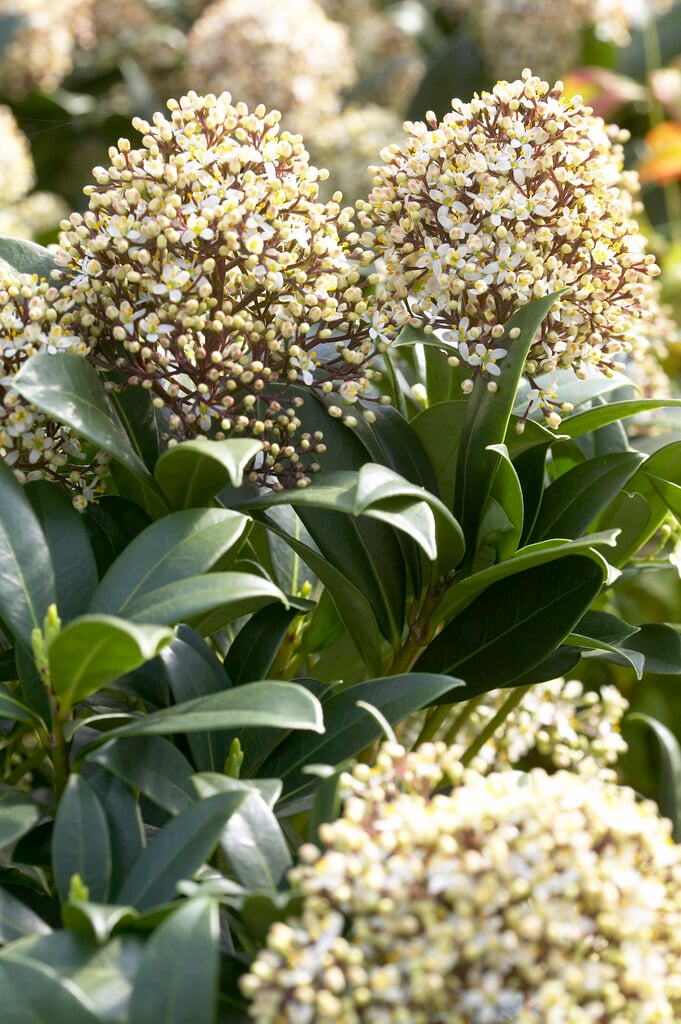 Japanese skimmia 'Emerald King'
