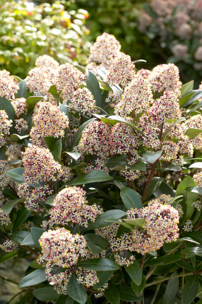 Japanese skimmia 'Emerald King'