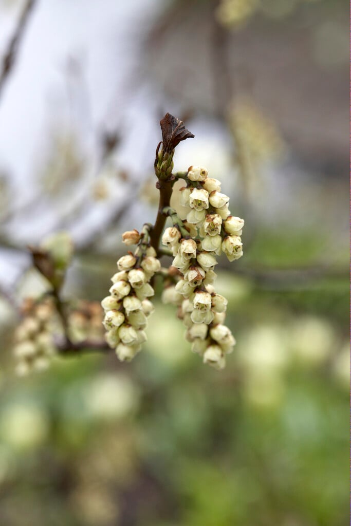 <i>Stachyurus</i> <i>praecox</i> var. <i>leucotrichus</i>