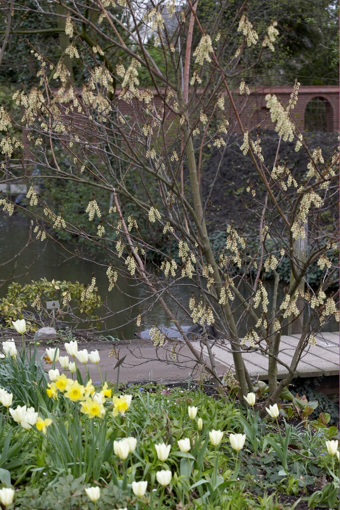 <i>Stachyurus</i> <i>praecox</i> var. <i>leucotrichus</i>