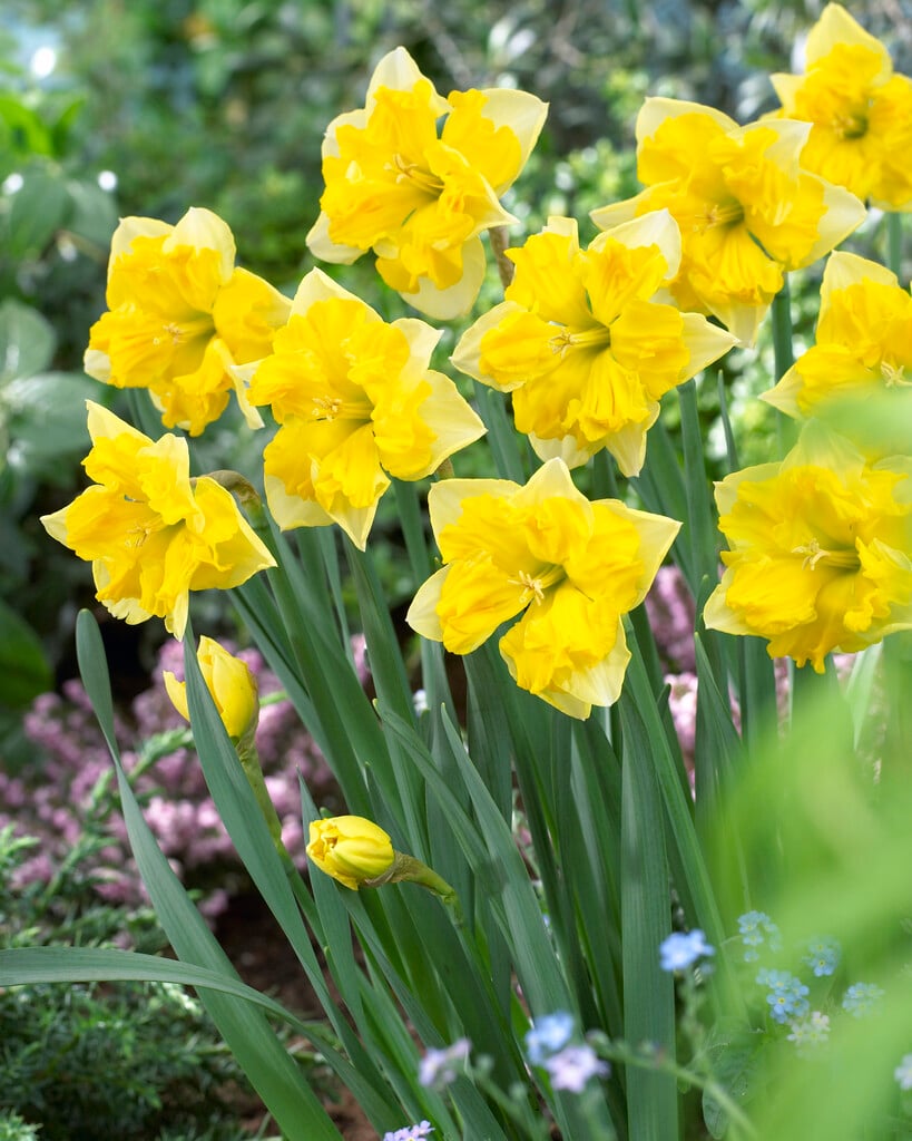 Narcissus &Chanterelle& (11a) | Bulbs/RHS