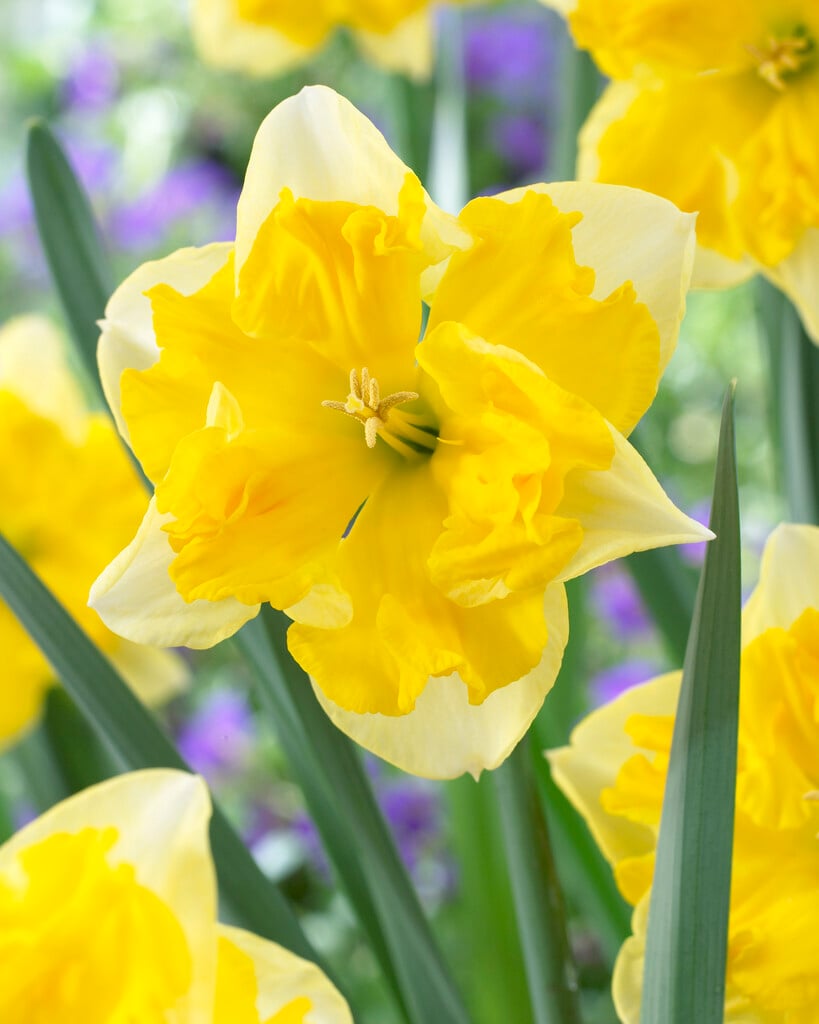 daffodil 'Chanterelle'