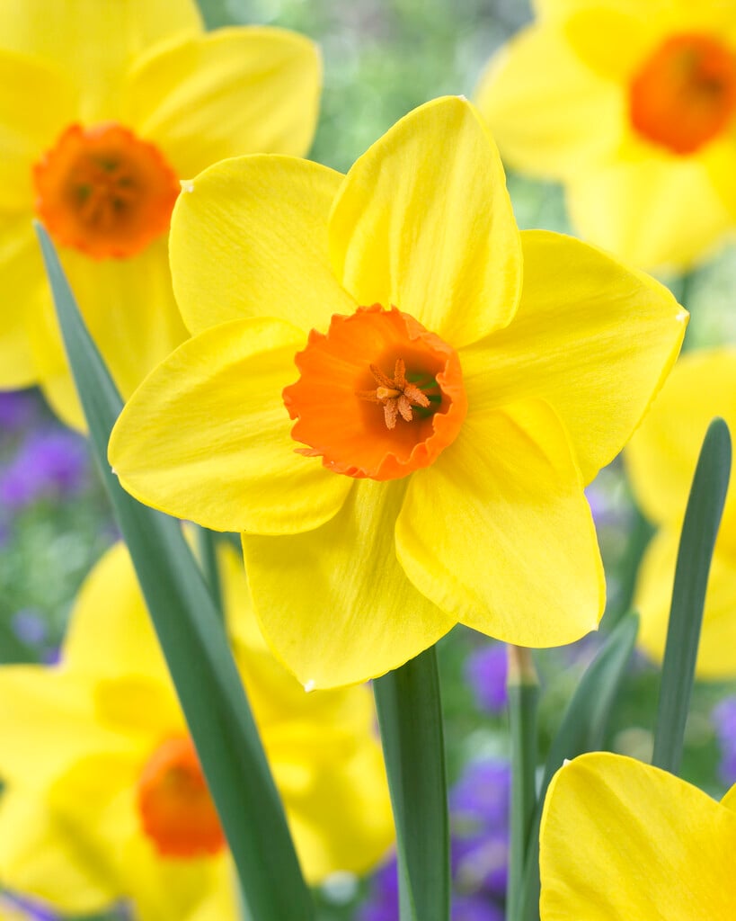 daffodil 'Sealing Wax'