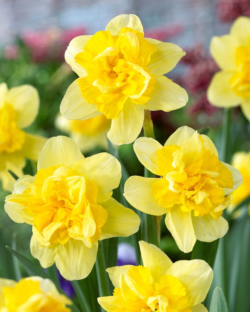 daffodil 'Safina'
