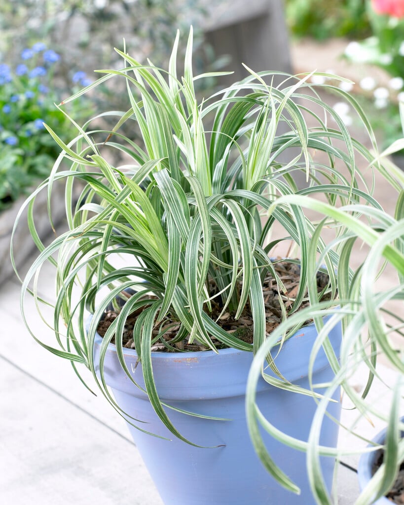 <em>Ophiopogon</em> <em>jaburan</em> 'Vittatus' (v)