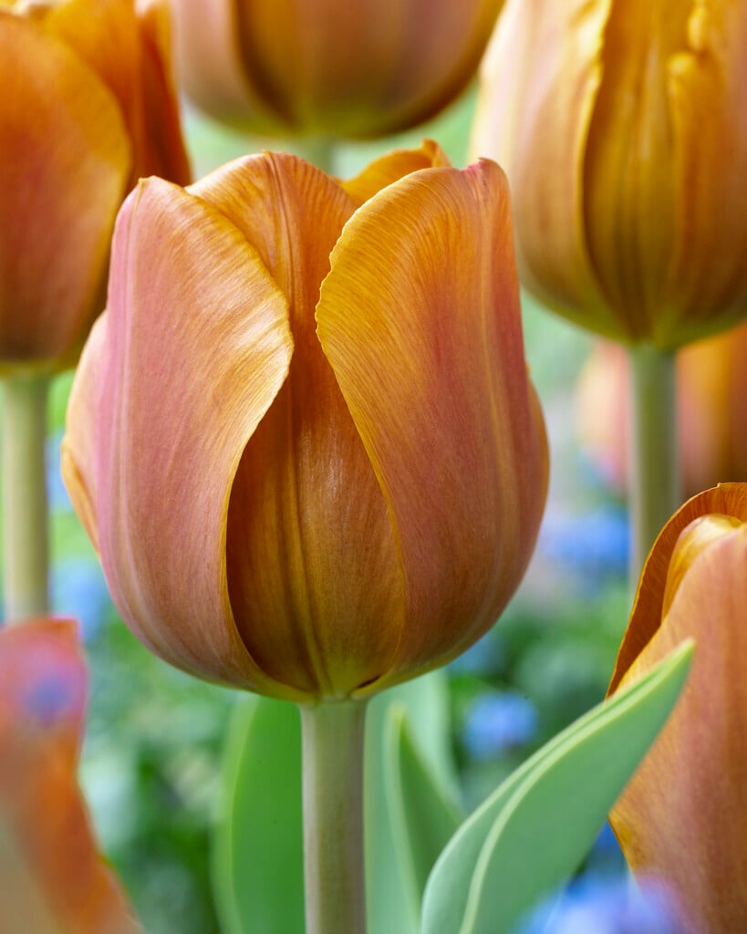 tulip 'Cairo'