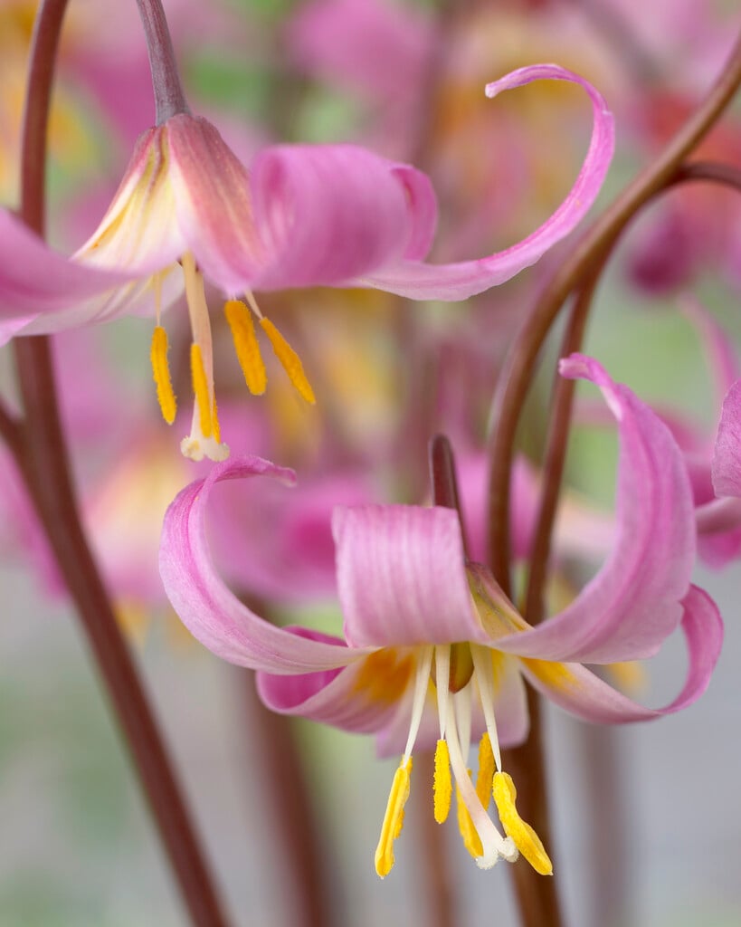fawn lily Johnsonii Group