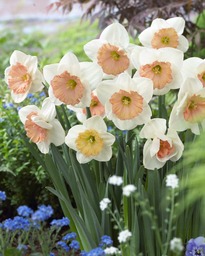 daffodil 'Sentinel'