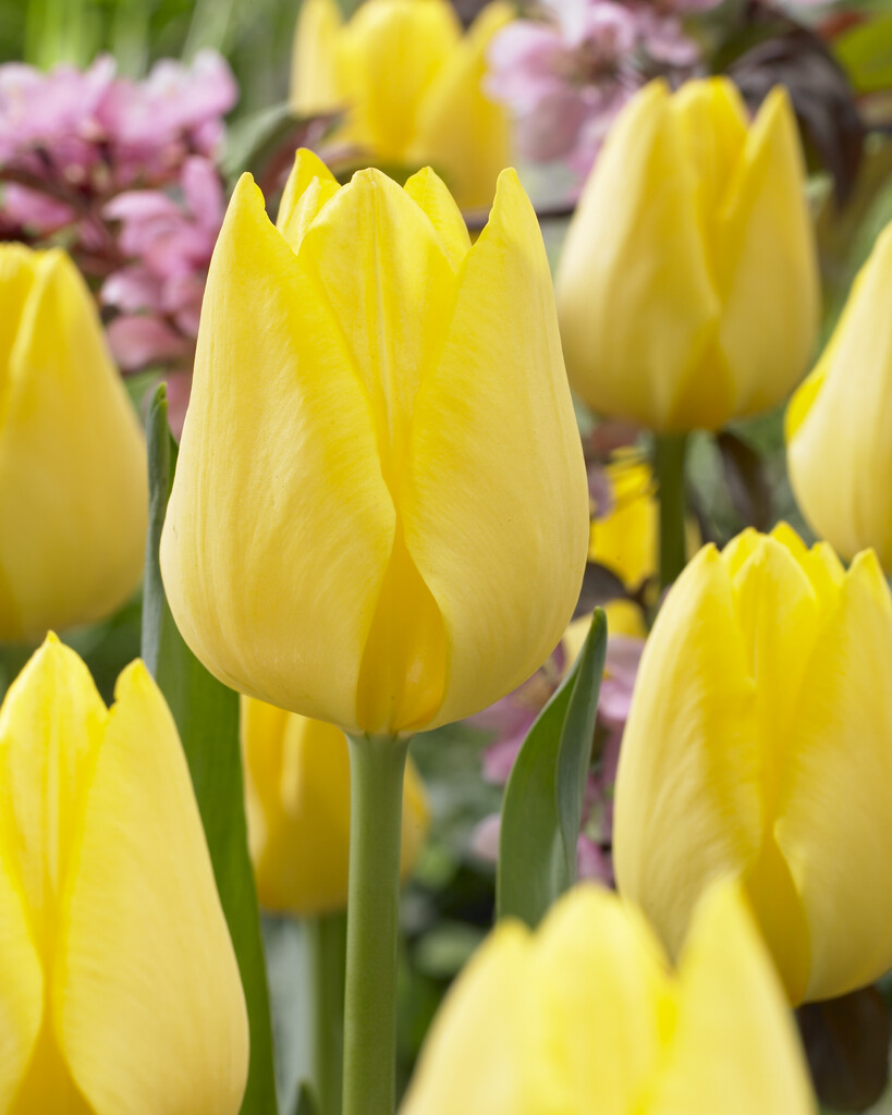 tulip 'Friendship 1998'