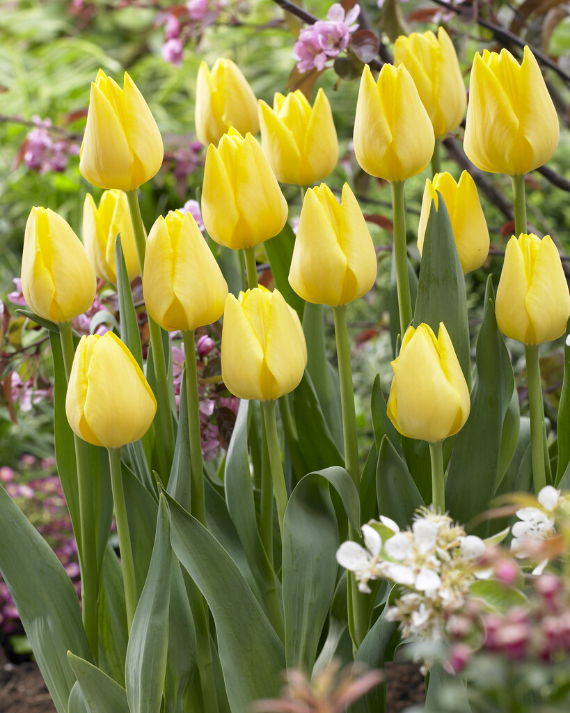 tulip 'Friendship 1998'
