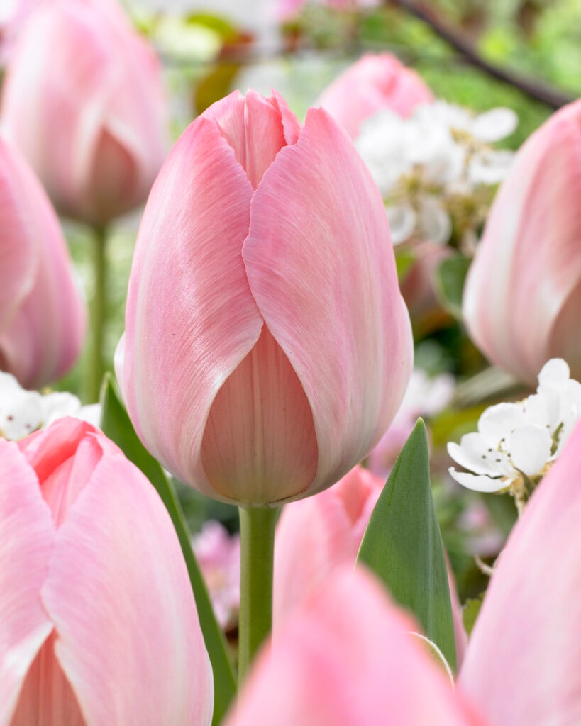 tulip 'Mystic van Eijk'