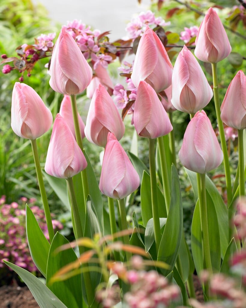 tulip 'Mystic van Eijk'
