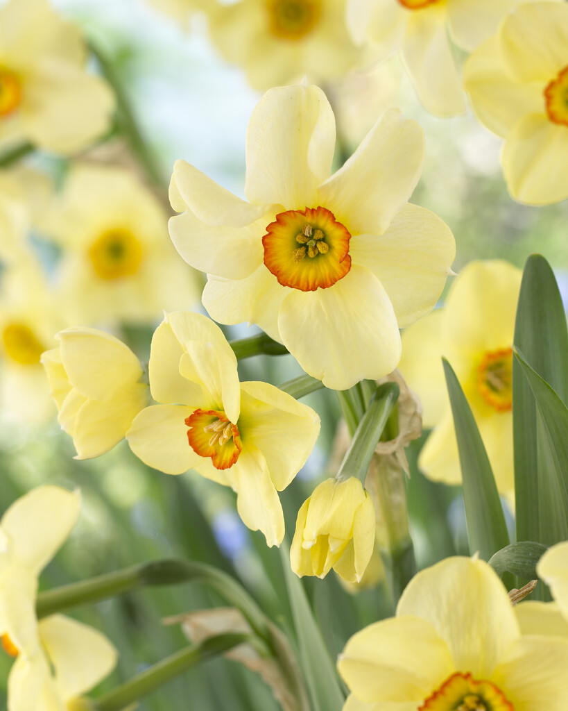 daffodil 'Chinita'