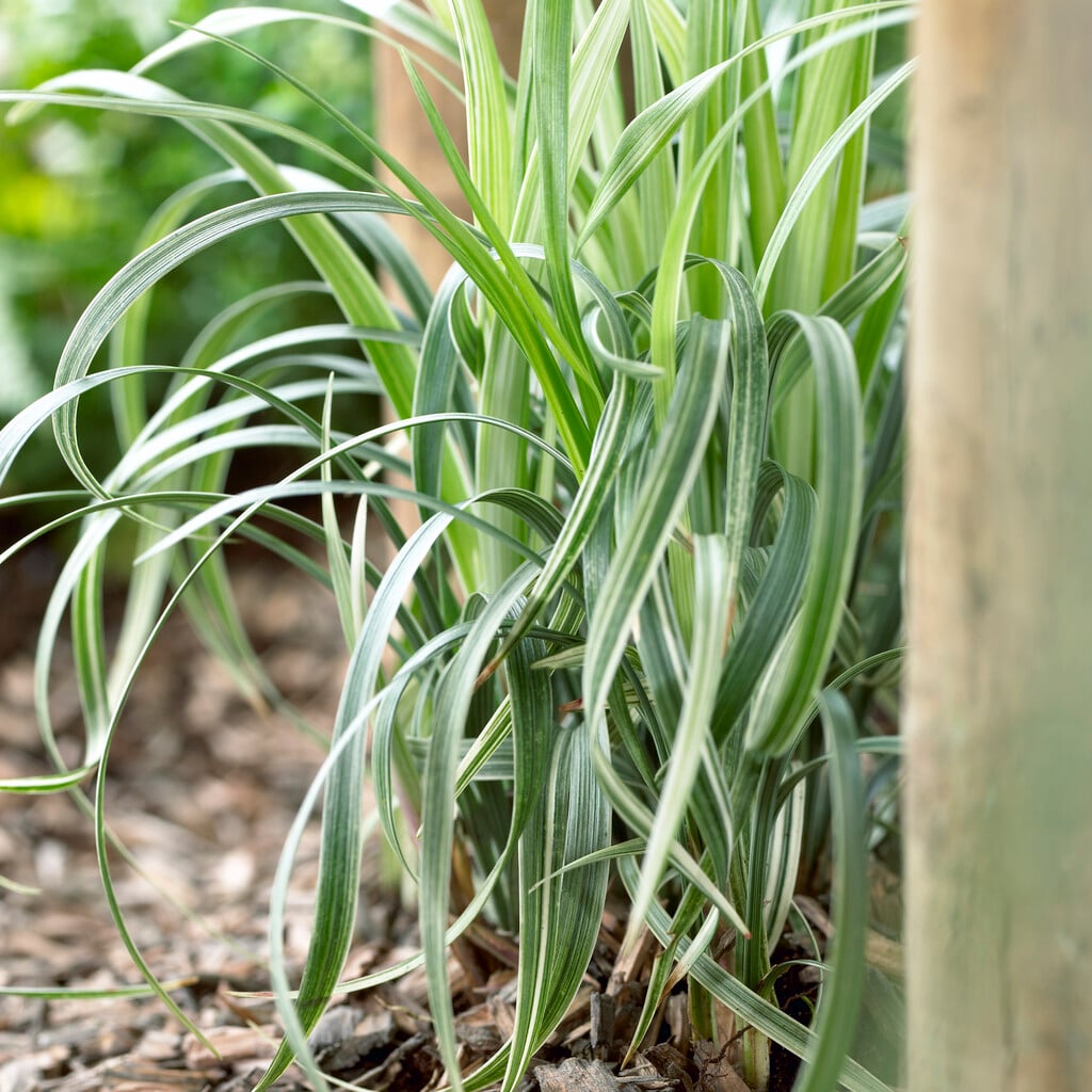 <em>Ophiopogon</em> <em>jaburan</em> 'Vittatus' (v)