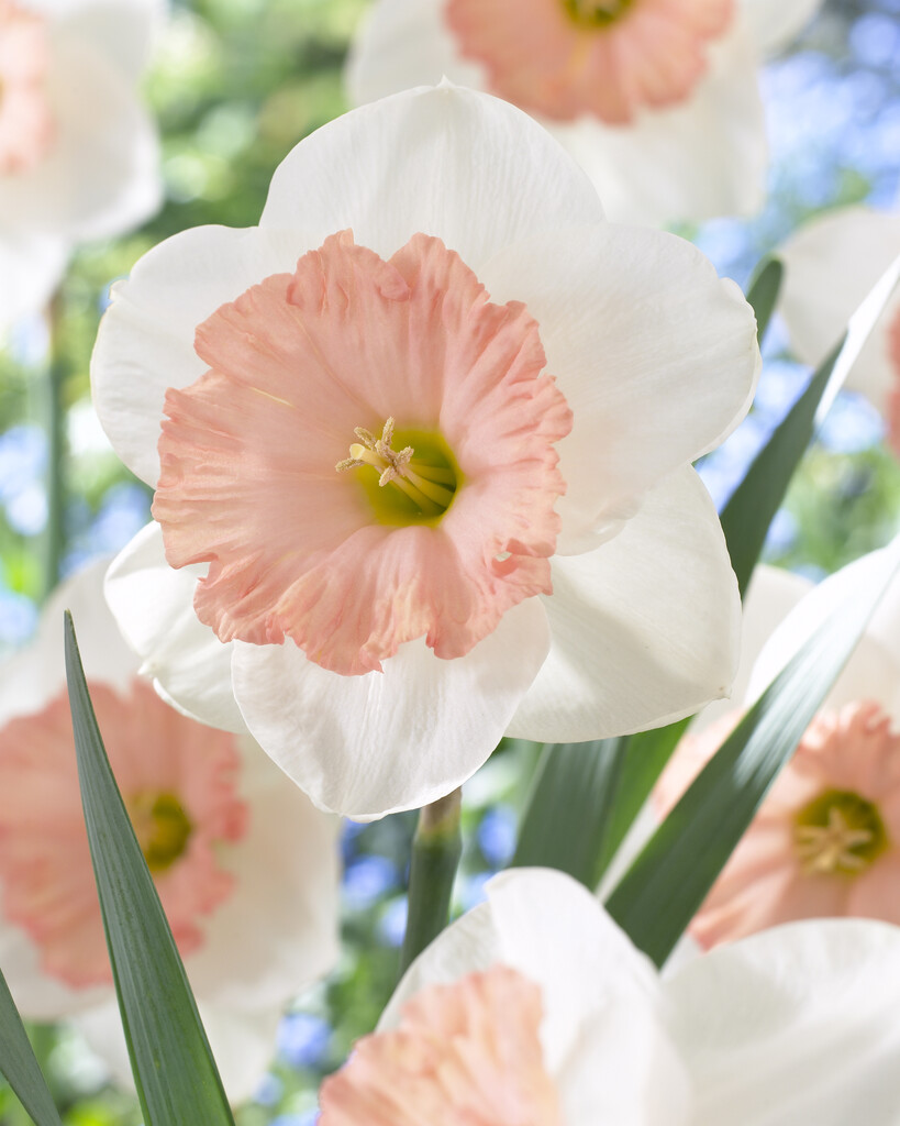 daffodil 'Sentinel'